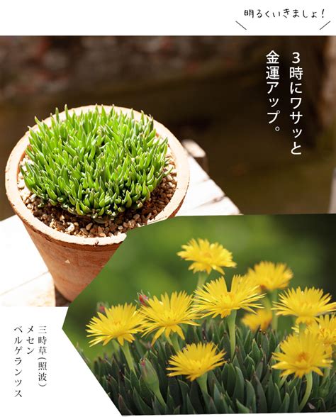 三時花|三時草の育て方！葉挿しでの増やし方や花が咲かない。